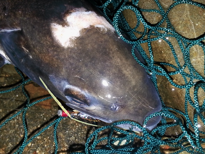 Salmon with UDN-like lesion on its head